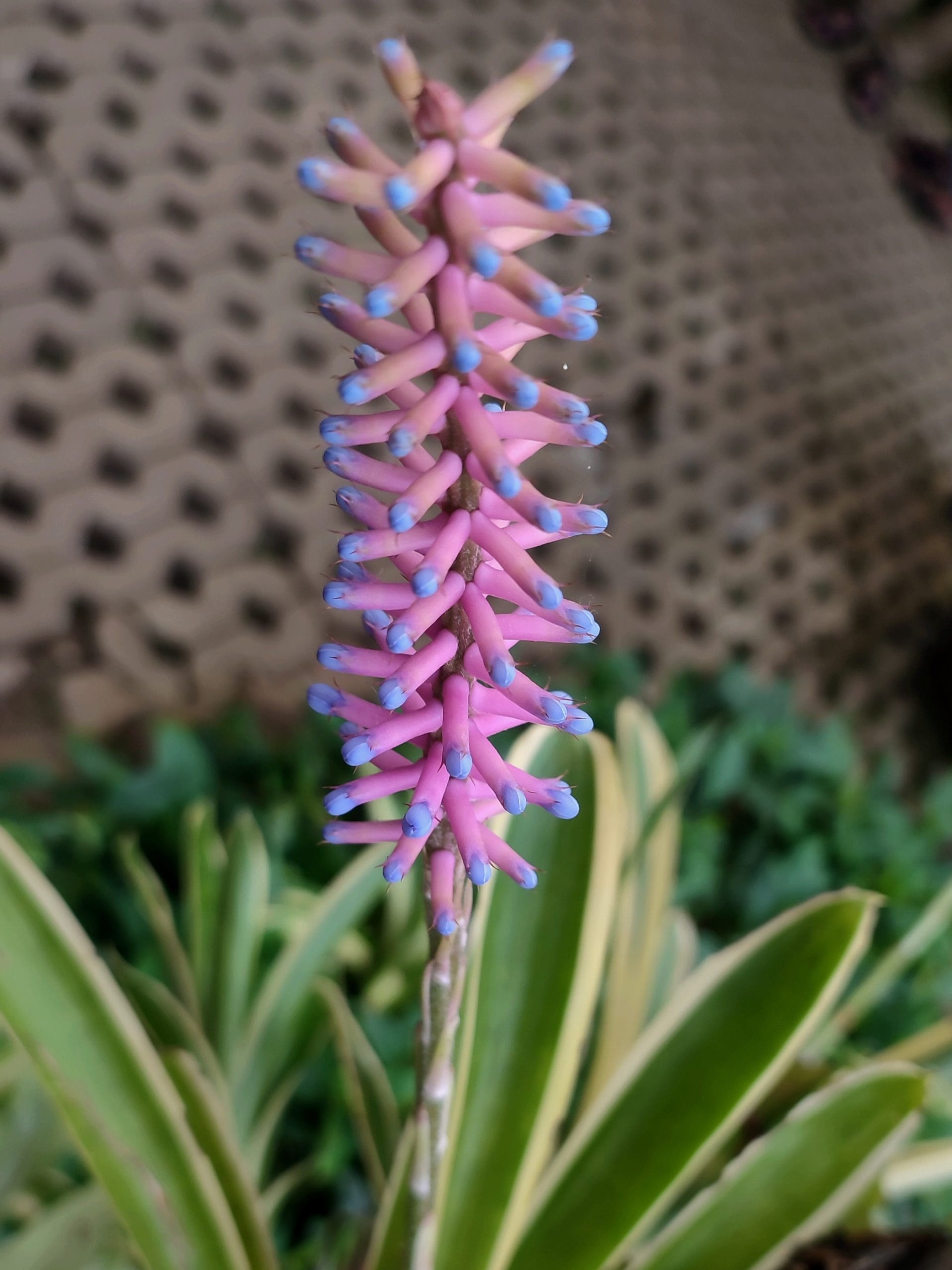 Bromeliad Variegated Matchstick (Aechmea gamosepala) - Ladybird Nursery