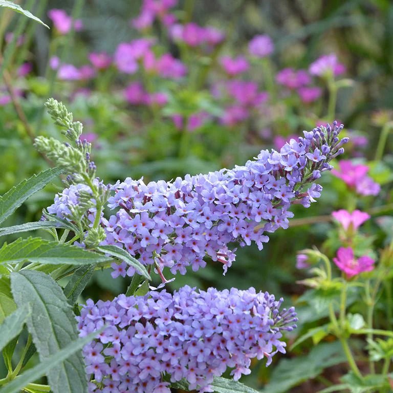 Butterfly Bush (Buddleja Buzz) - Ladybird Nursery