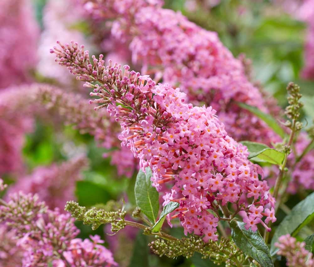 Butterfly Bush Pink (Buddleja Blaze)