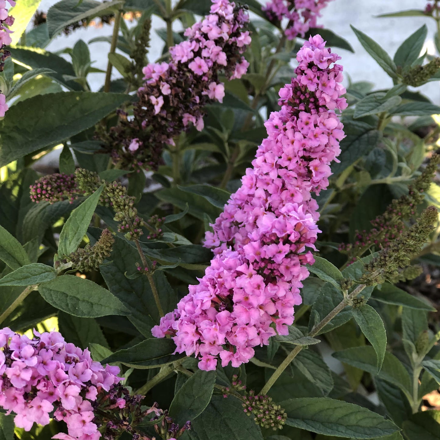 Butterfly Bush Lo &amp; Behold ™ Pink Micro Chip (Buddleja Lo)