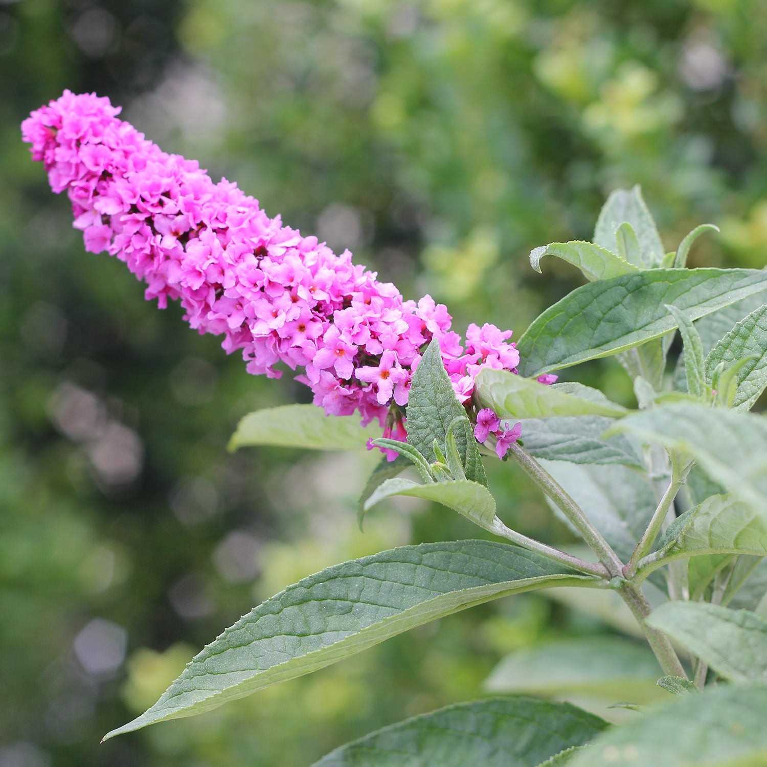 Butterfly Bush Lo &amp; Behold ™ Pink Micro Chip (Buddleja Lo)