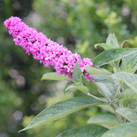 Butterfly Bush Lo &amp; Behold ™ Pink Micro Chip (Buddleja Lo)