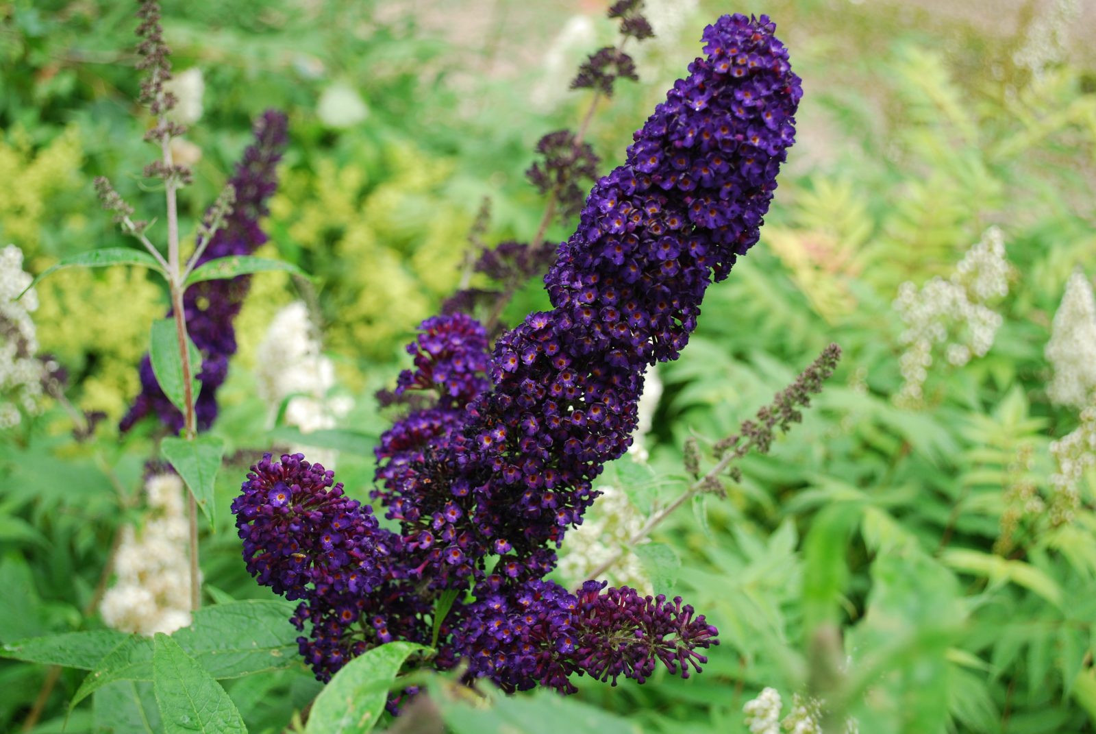 Butterfly Bush Black Knight (Buddleja davidii) - Ladybird Nursery