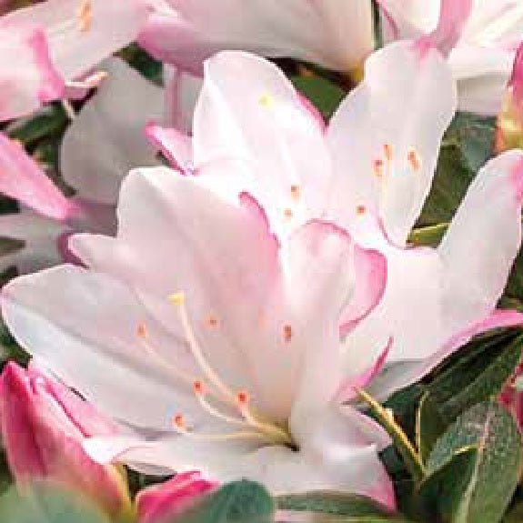 Azalea Honey Bunch - Ladybird Nursery