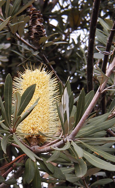 Coast Banksia (Banksia integrifolia)