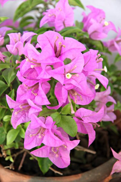 Bougainvillea 'Nonya' (Bougainvillea Bambino™) - Medium - Ladybird Nursery