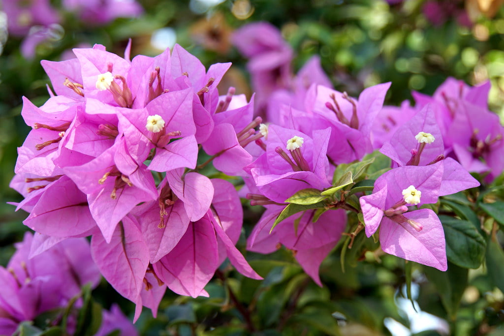 Bambino Bougainvillea Nonya