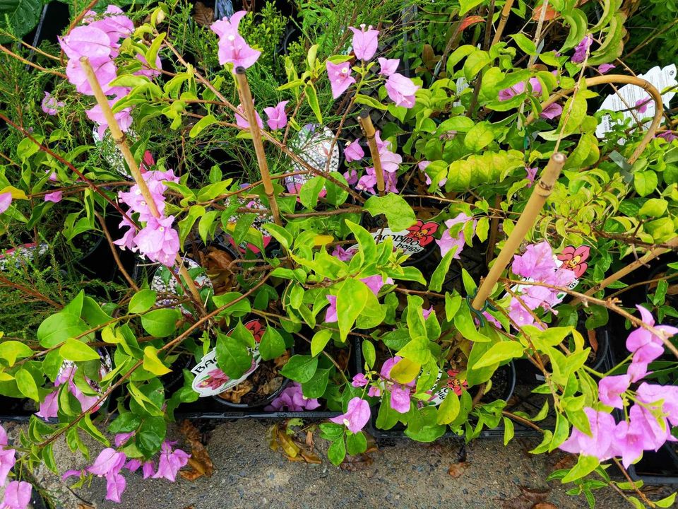 Bougainvillea 'Nonya' (Bougainvillea Bambino™) - Medium - Ladybird Nursery