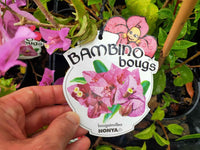 Bougainvillea 'Nonya' (Bougainvillea Bambino™) - Medium - Ladybird Nursery
