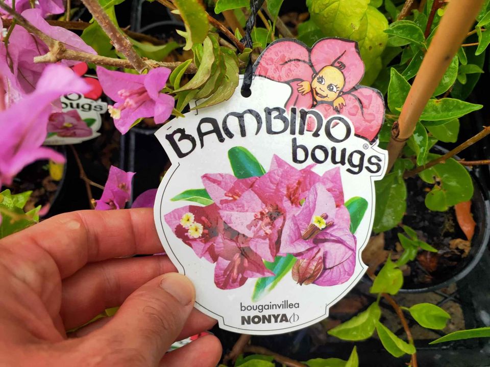 Bougainvillea 'Nonya' (Bougainvillea Bambino™) - Medium - Ladybird Nursery