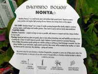 Bougainvillea 'Nonya' (Bougainvillea Bambino™) - Medium - Ladybird Nursery