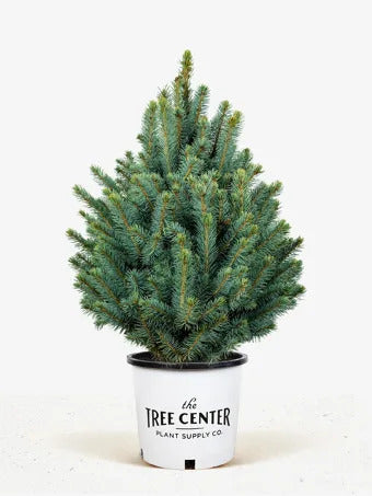 Blue Spruce Iseli Fastigiate (Picea pungens)