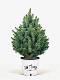 Blue Spruce Iseli Fastigiate (Picea pungens) - Ladybird Nursery