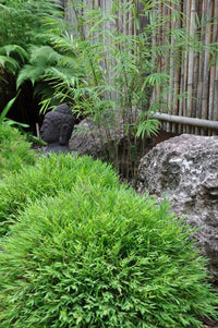 Baby Panda Bamboo (Pogonatherum paniceum) - Ladybird Nursery