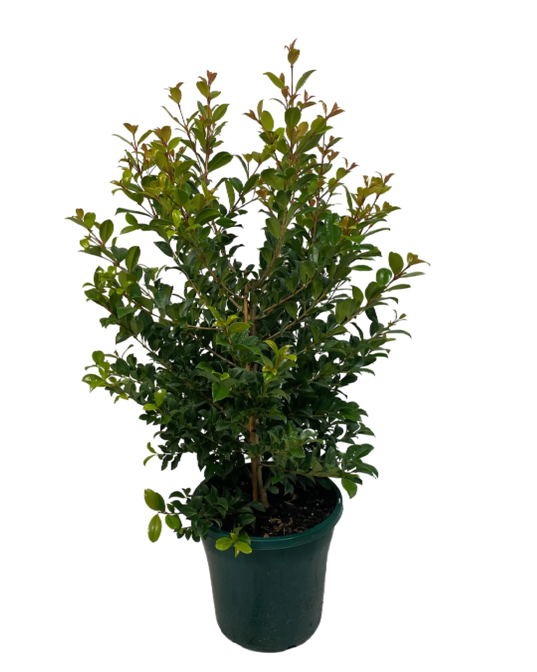 Lilly Pilly Backyard Bliss (Syzygium australe) - Ladybird Nursery