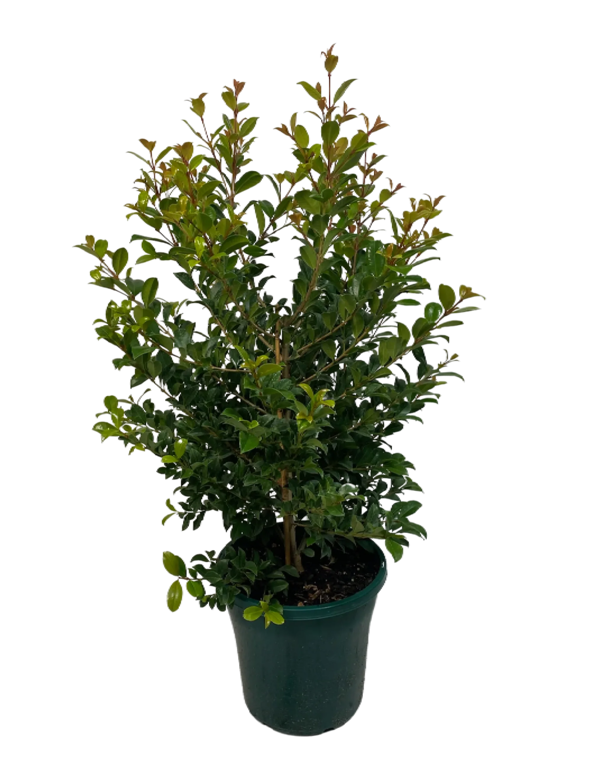 Lilly Pilly Backyard Bliss (Syzygium australe)