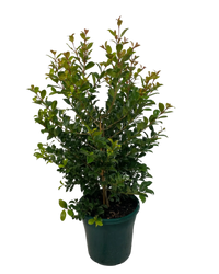 Lilly Pilly Backyard Bliss (Syzygium australe)