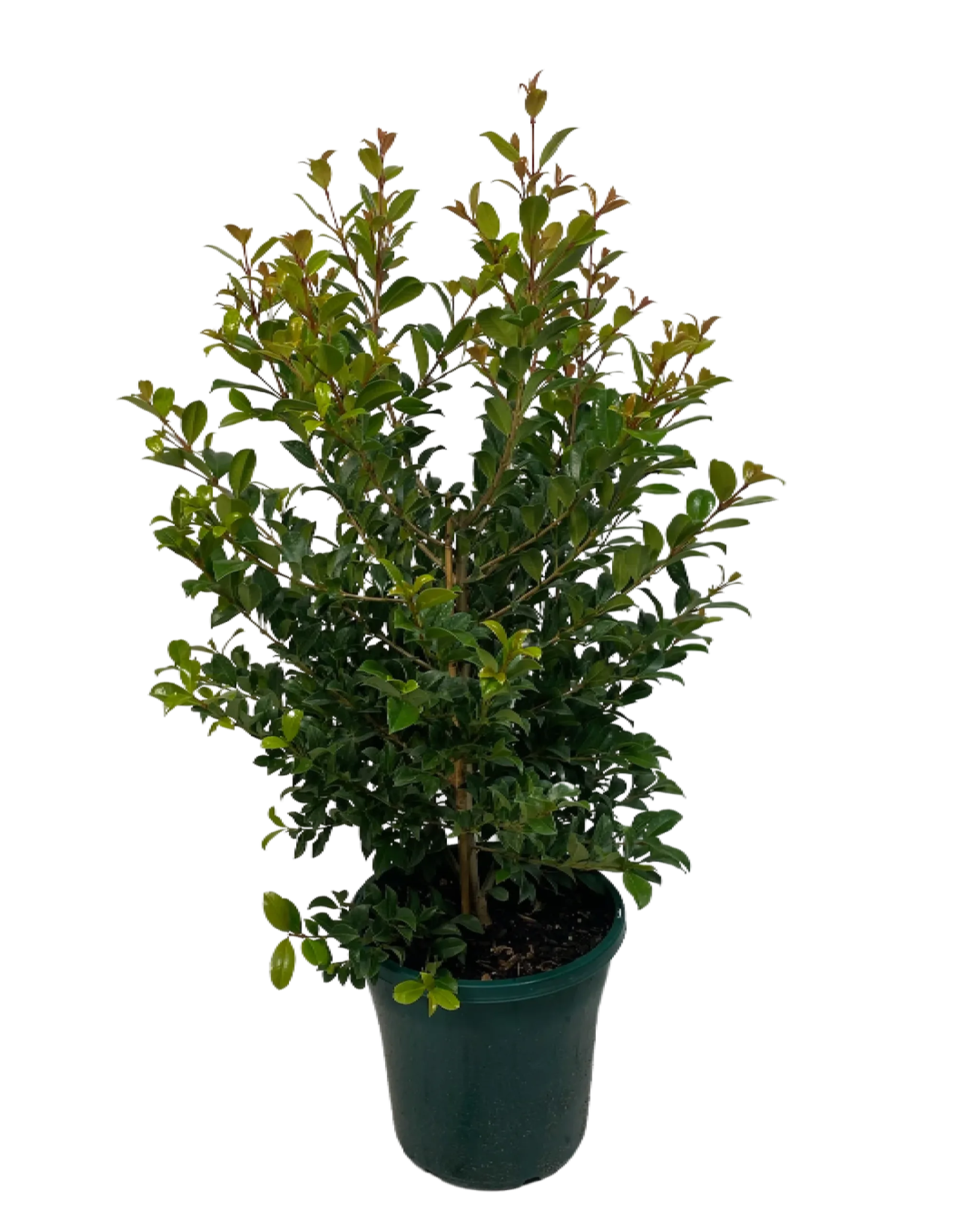 Lilly Pilly Backyard Bliss (Syzygium australe) - Ladybird Nursery