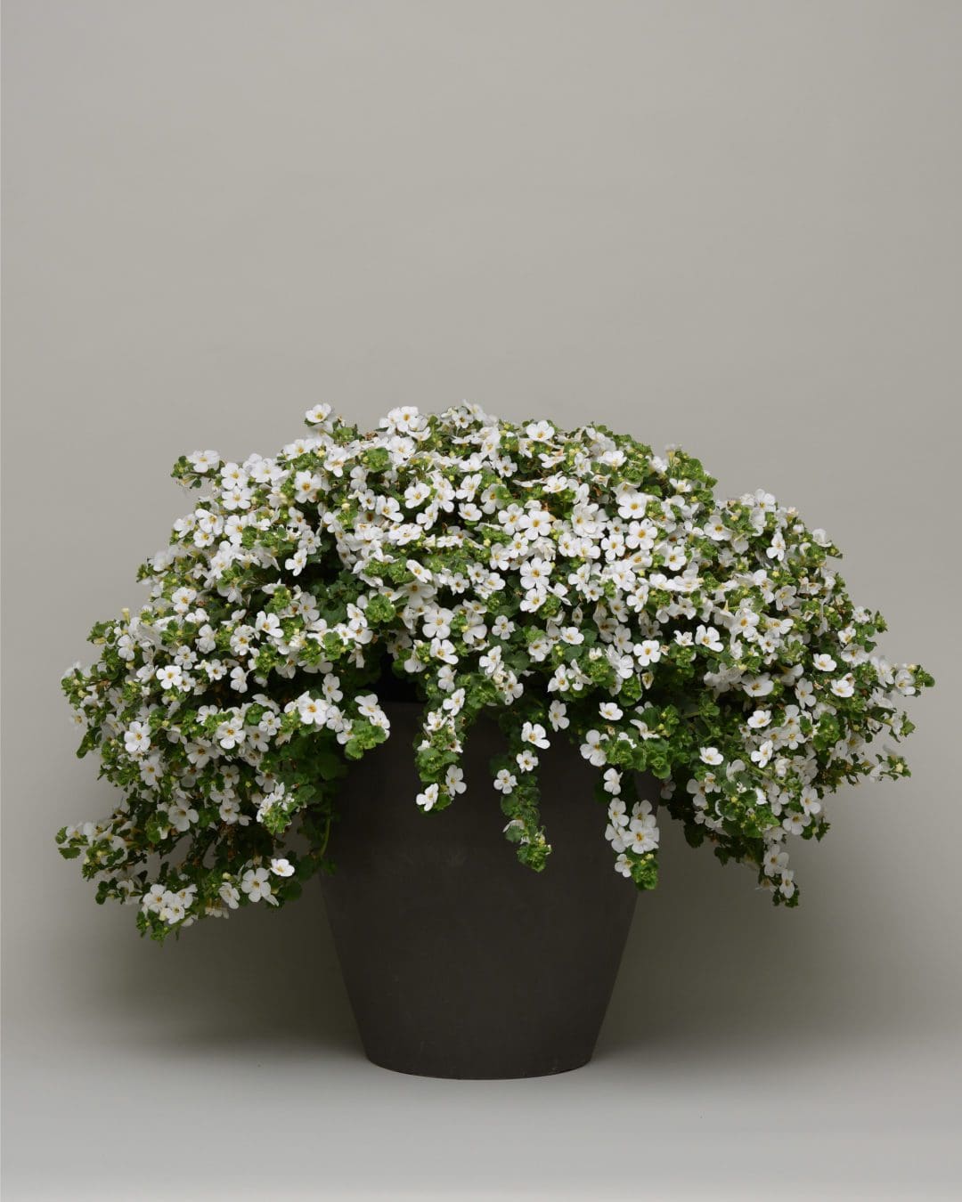 Bacopa (Bacopa Cabana) - Ladybird Nursery