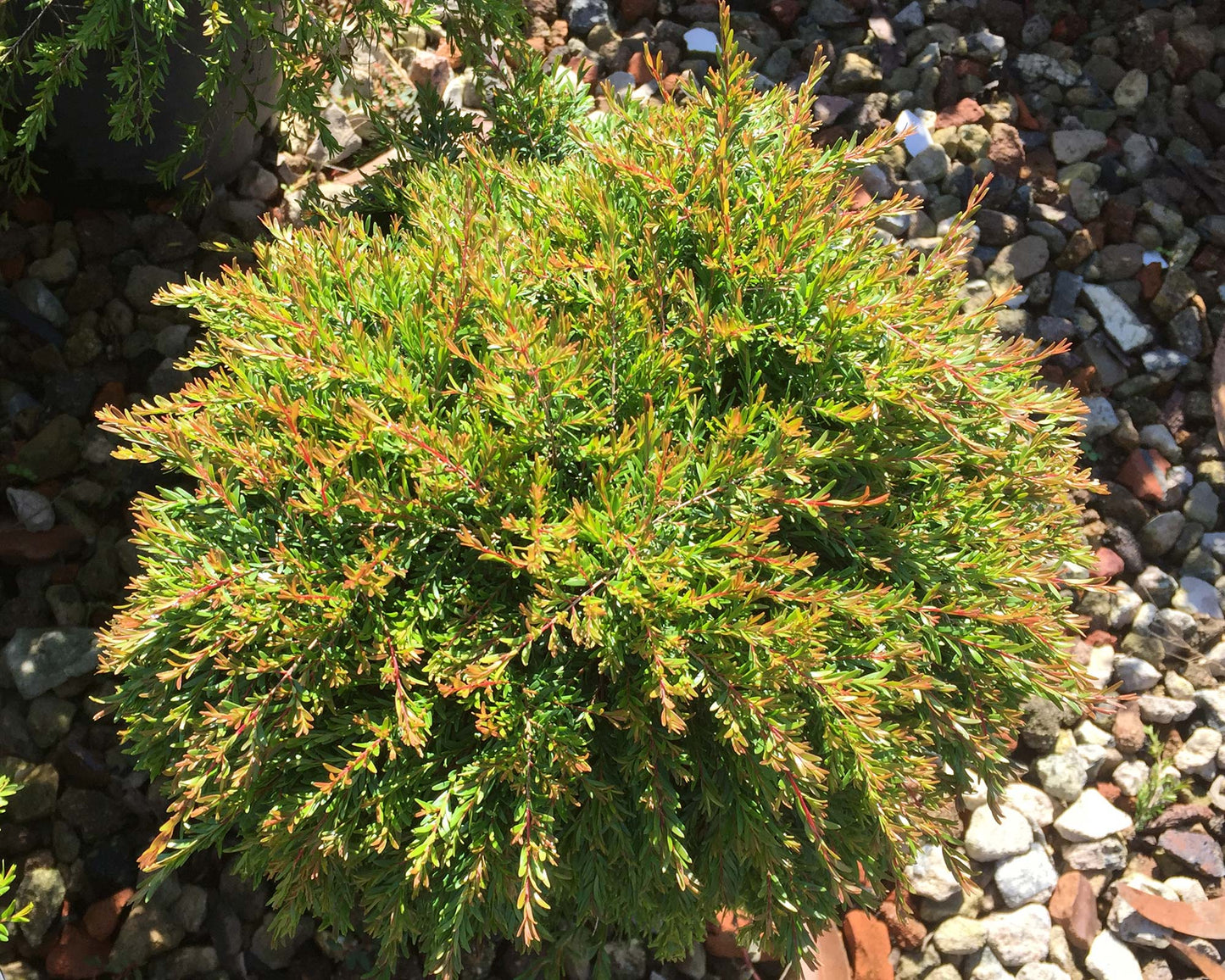 Dwarf Tall Babingtonia Form (Babingtonia virgata)