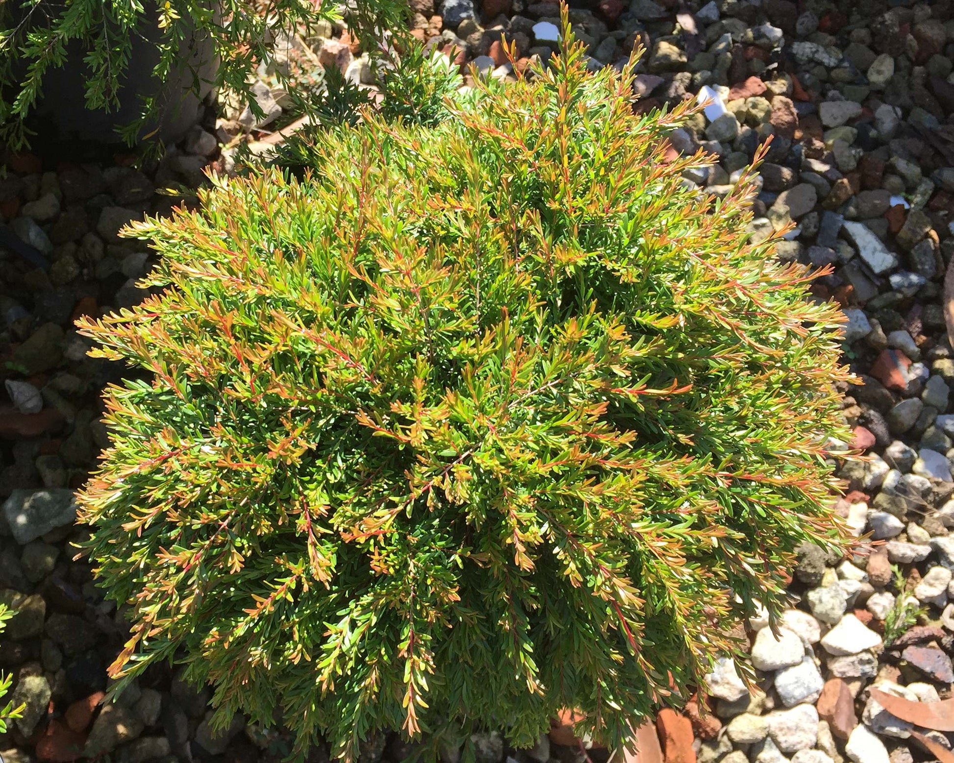 Dwarf Tall Babingtonia Form (Babingtonia virgata)