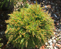 Dwarf Tall Babingtonia Form (Babingtonia virgata)