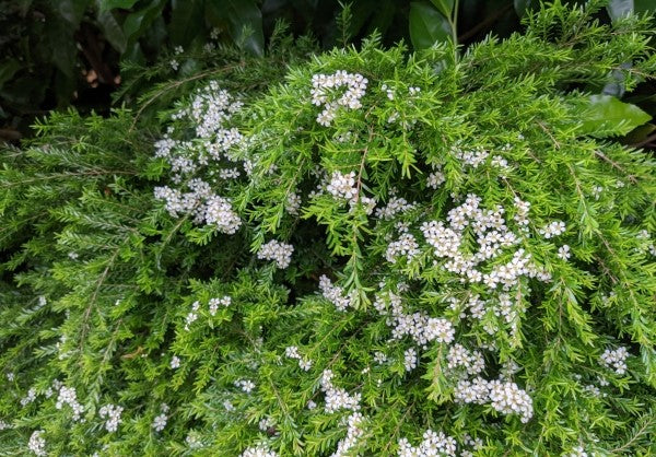 Clarence River Babingtonia (Babingtonia sp.)