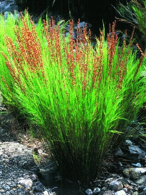 Tassel Cord Rush (Baloskion tetraphyllum)