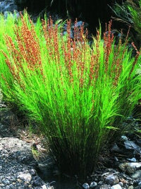 Tassel Cord Rush (Baloskion tetraphyllum) - Ladybird Nursery