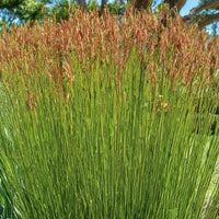 Baloskion pallens 'Didgery Sticks' - Ladybird Nursery