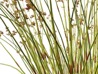 Baloskion pallens 'Didgery Sticks' - Ladybird Nursery