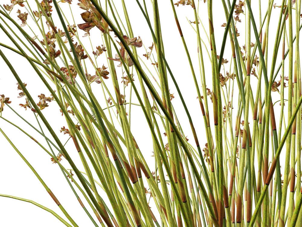 Baloskion pallens 'Didgery Sticks' - Ladybird Nursery