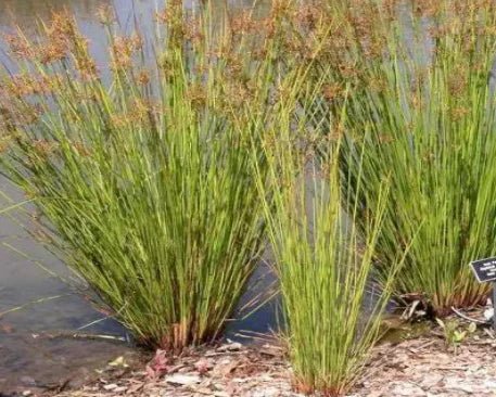 Baloskion pallens 'Didgery Sticks' - Ladybird Nursery
