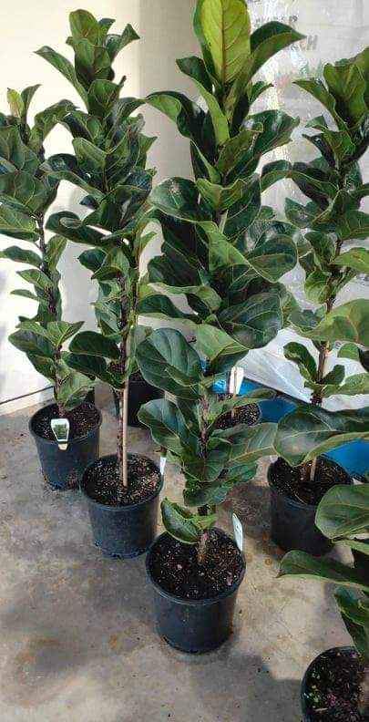 Bambino Fiddle Leaf Fig - Ladybird Nursery