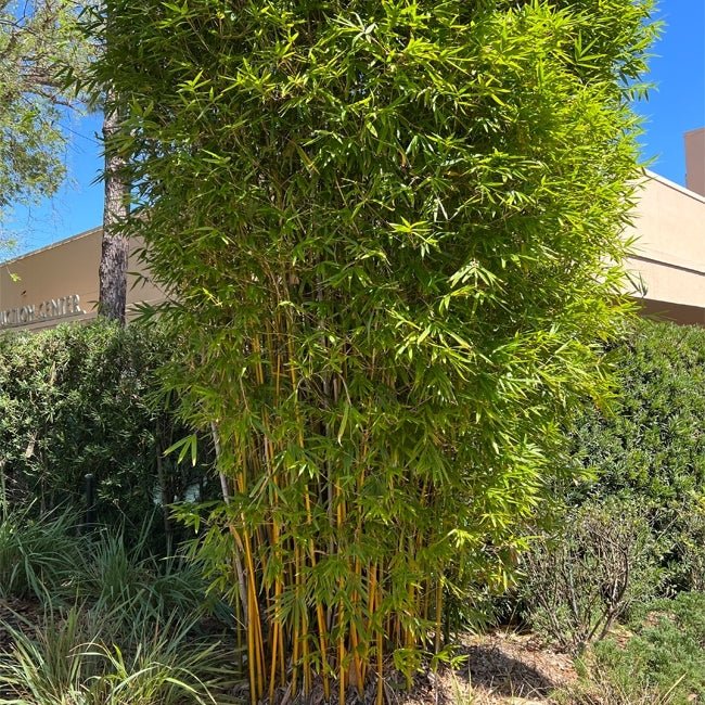 Bamboo Gracilis - Ladybird Nursery