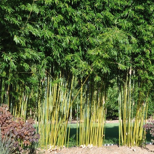 Bamboo Gracilis - Ladybird Nursery