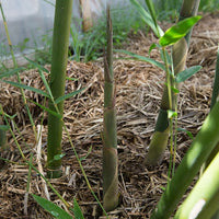 Bamboo Gracilis