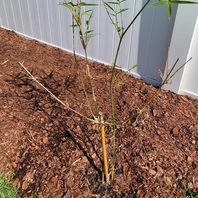 Bamboo Gracilis - Ladybird Nursery