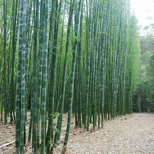 Bamboo Oldhamii