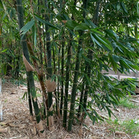 Bamboo Oldhamii