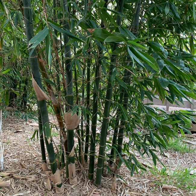 Edible Bamboo (Oldhamii) 200mm Pot