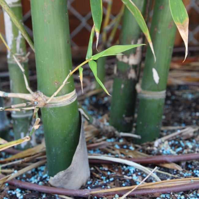 Edible Bamboo (Oldhamii) 200mm Pot