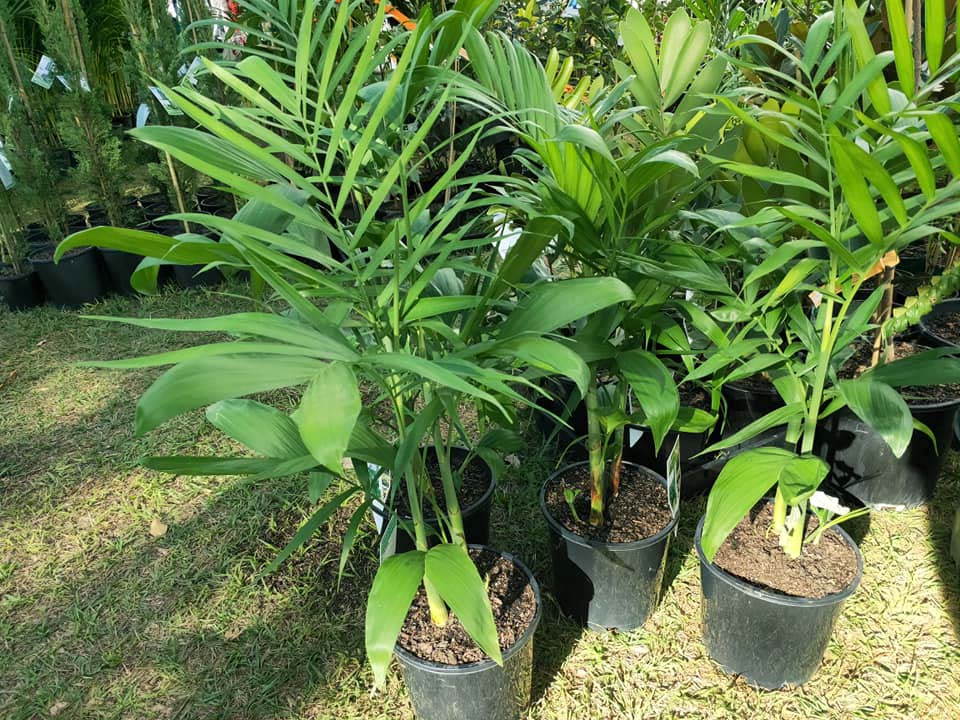Bamboo Palm - Ladybird Nursery