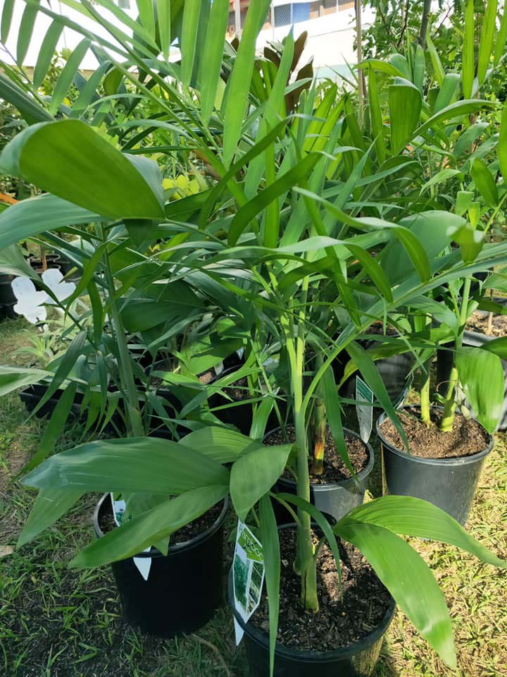 Bamboo Palm - Ladybird Nursery