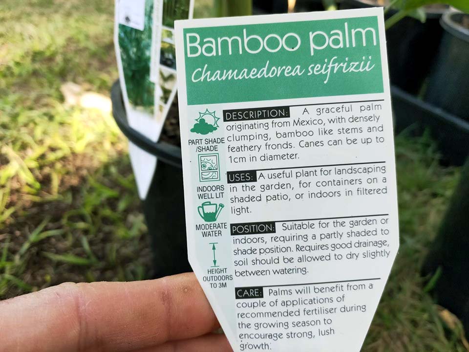 Bamboo Palm - Ladybird Nursery