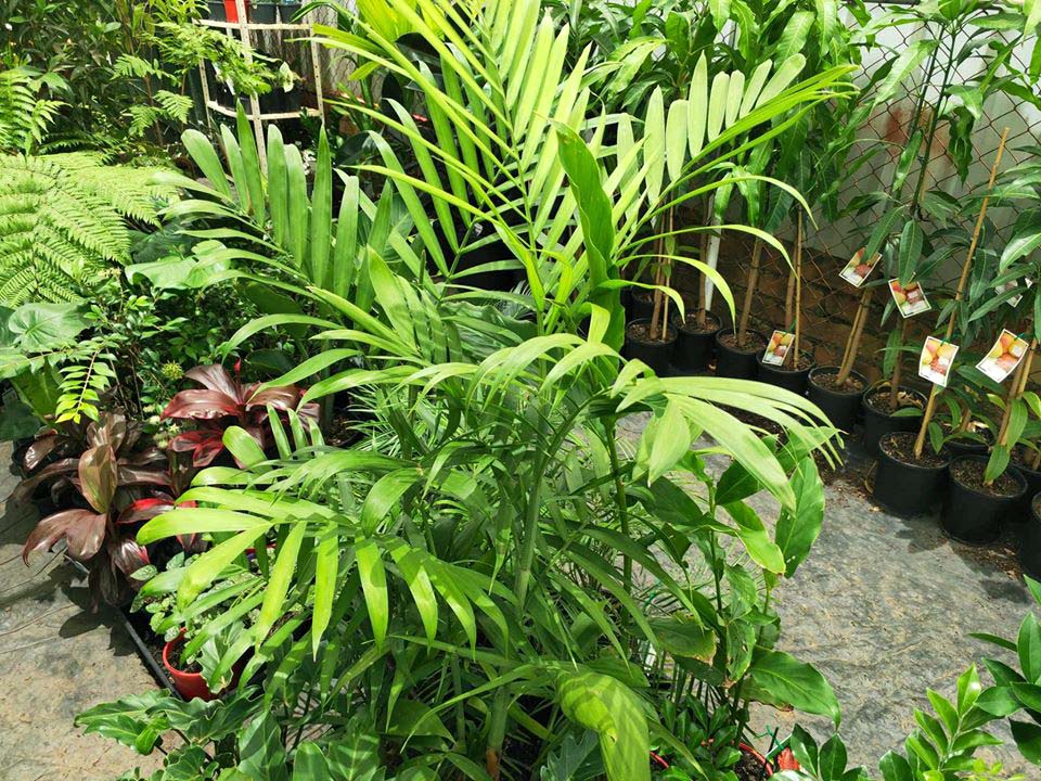 Bamboo Palm - Ladybird Nursery