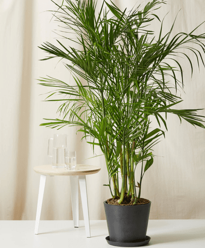 Bamboo Palm - Advanced