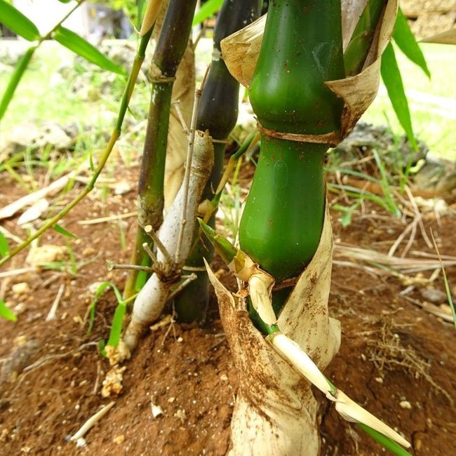 Bamboo Sweet - Ladybird Nursery