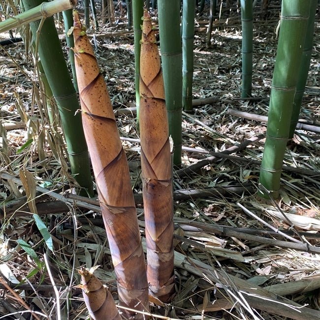 Bamboo Sweet - Ladybird Nursery