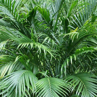 Bamboo Palm (Chamaedorea seifrizii) - Large - Ladybird Nursery